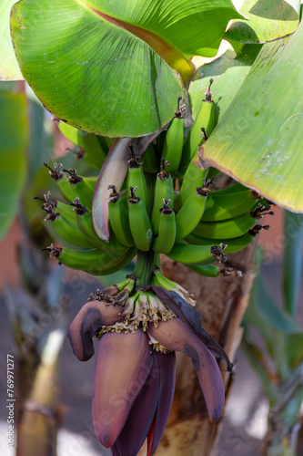 Banana trees plantation with green fruits and flower on La Palma, Canary islands, Spain
