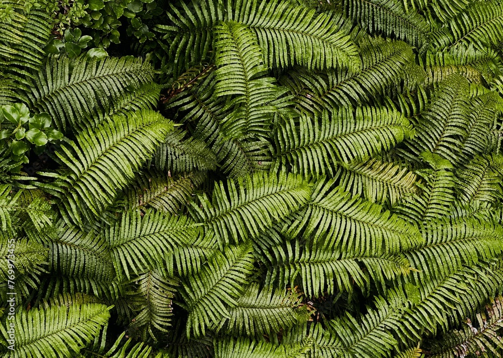 New Zealand Ferns
New Zealand Ferns