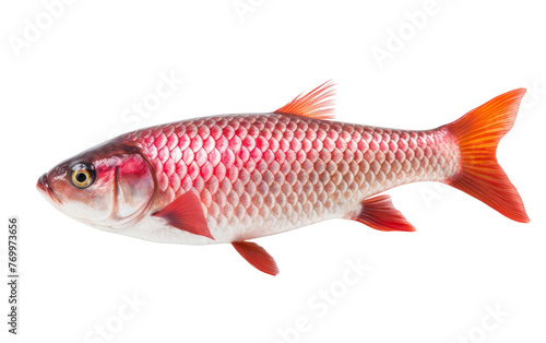 A vibrant red and white fish gracefully swims against a pristine white backdrop