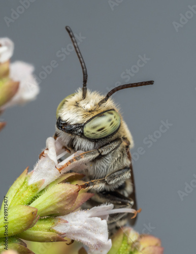 Alfalfa Leaf Cutter Bee, Megachile rotundata Macro with Grey Background