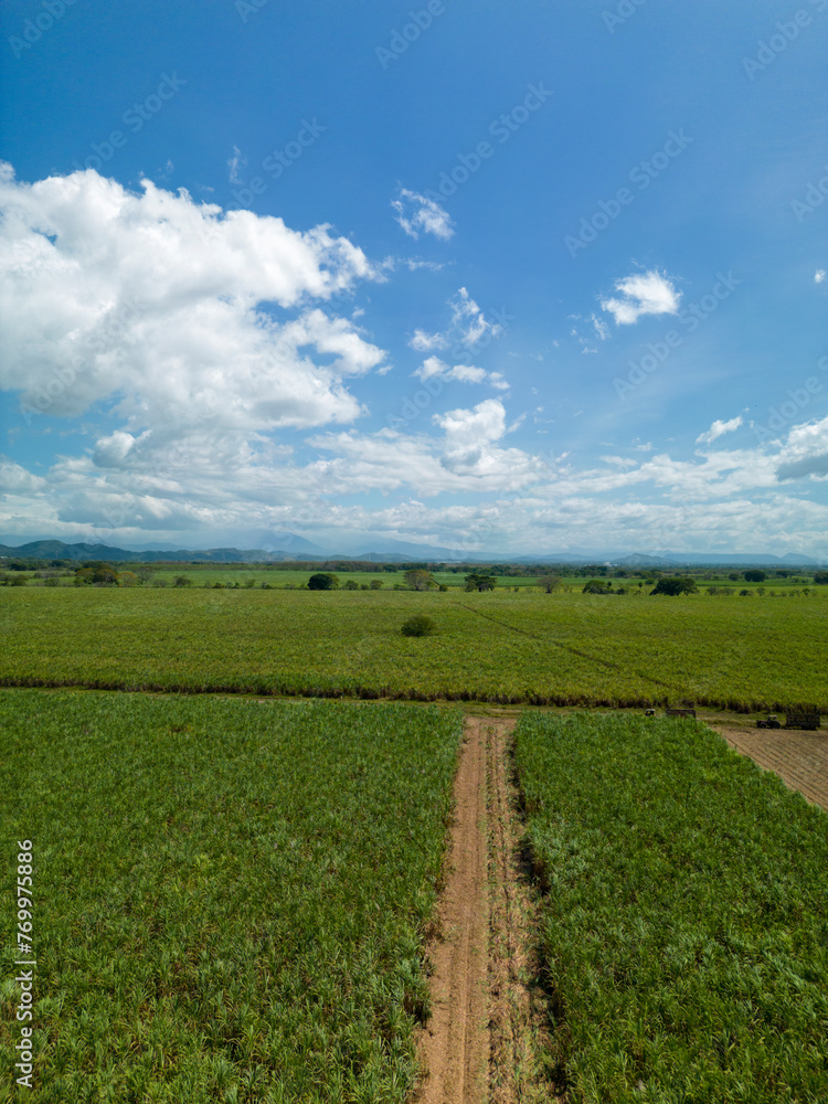 Aerial view of sugar cane fields, Chiriqui, Panama, Central America - stock photo