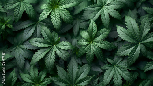 Draufsicht auf dichte gr  ne Cannabis Pflanzen
