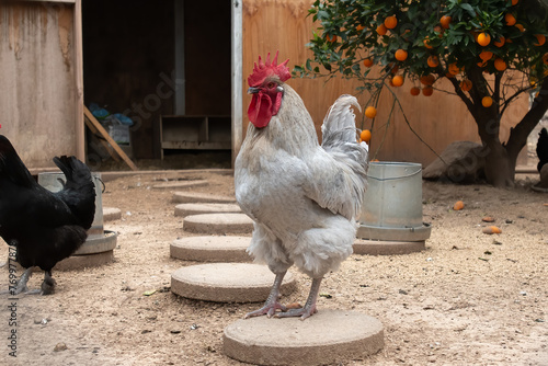 Large white rooster stands in the chicken coop yard stepping stone with beautiful feathers