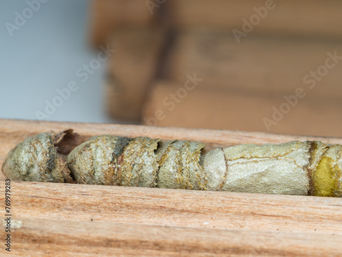 Leaf Cutter Bee Cocoons in Wooden Tray Nest, Megachild Bees