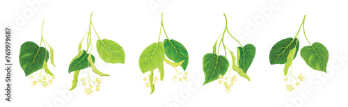 Blooming Linden Twig with Green Leaves and Flowers Vector Set