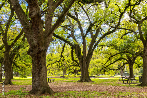 Beautiful Live Oak trees in Audubon Park on a sunny spring morning