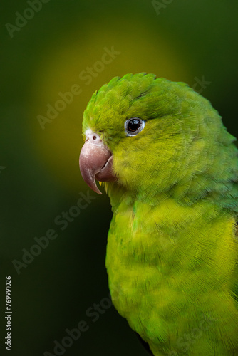 profile photo of green parakeet bird in nature