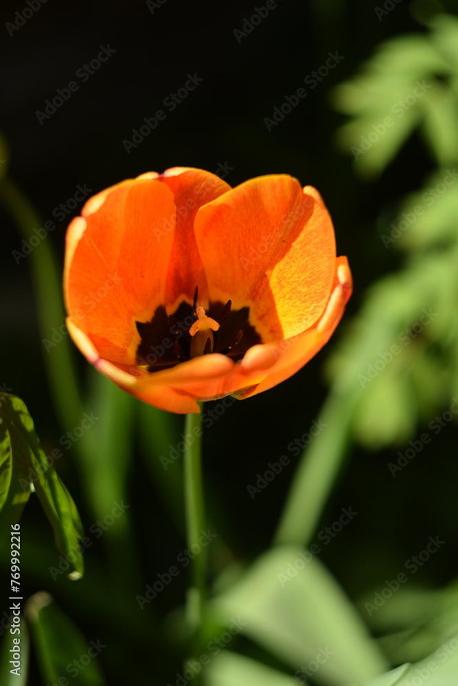 Orange tulip in bloom closeup, by manual Helios lens. Orange tulip in bloom closeup, by manual Helios lens.