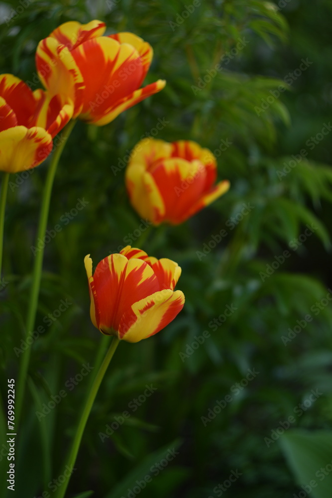 Yellow-red tulips in spring garden on bokeh green background, spring garden flowers, by manual Helios lens. Yellow-red tulips in spring garden on bokeh green background, spring garden flowers, by manual Helios lens.