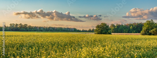 View of a field with growing wildflowers on a summer evening. © underwaterstas