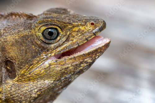 Basilisk Lizard closeup
