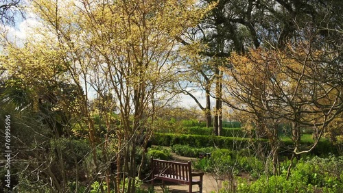London, UK, 24 March 2024: Gold tree. Honey Locust tree (Gleditsia Triacanthos 'Sunburst') yellow leaves in springtime