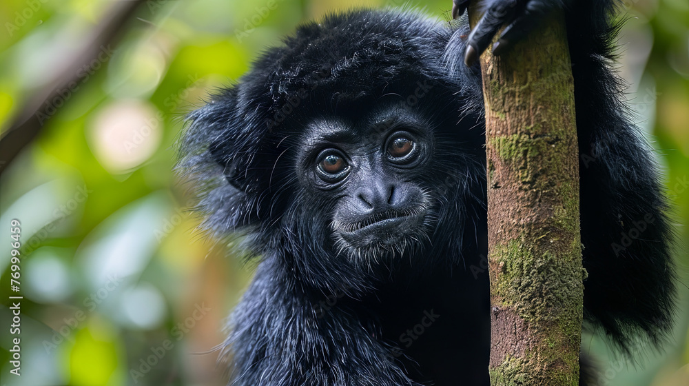 Naklejka premium Siamang Hanging from a tree
