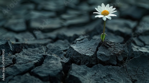 The rebirth of the soul can be symbolized by the daisy flower growing out of dry cracked soil.