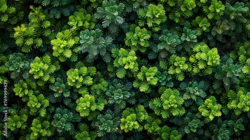 Close-up of juniper hedge textures in dark green tones