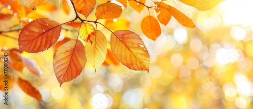  Orange tree branch with focused orange leaves against a blurred yellow leaf background