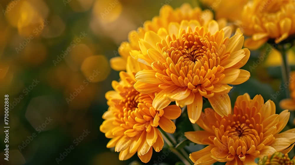 Close-up of chrysanthemum ,Generative ai, Close-up of chrysanthemum ,Generative ai,