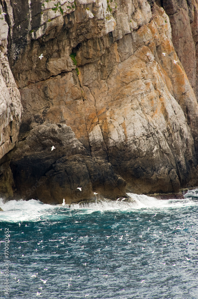 Cala Barca: Isola Piana and herring gulls (Larus cachinnans), Capo Caccia, Alghero, SS, Sardinia, Italy