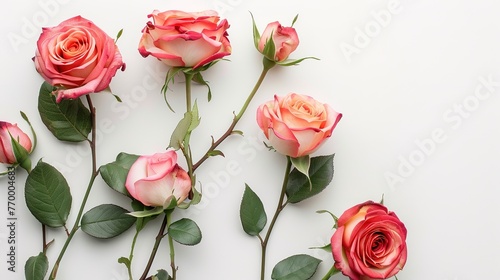 Roses isolated on the white background flower composition   Generative ai 