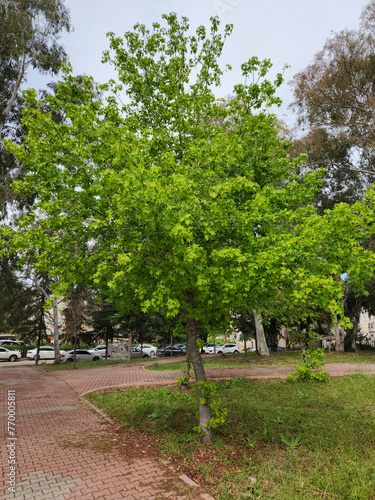 An oriental sweetgum tree (Liquidambar orientalis) on the Cukurova University campus photo