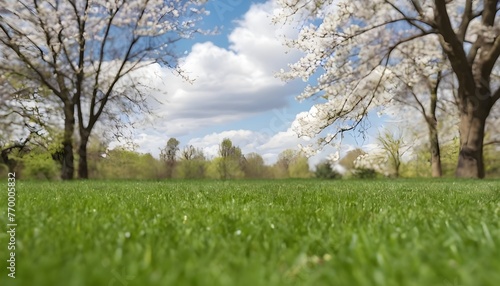 spring landscape with grass and trees.