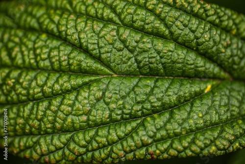 Green leaf with macro texture. Plant on  agricultural field