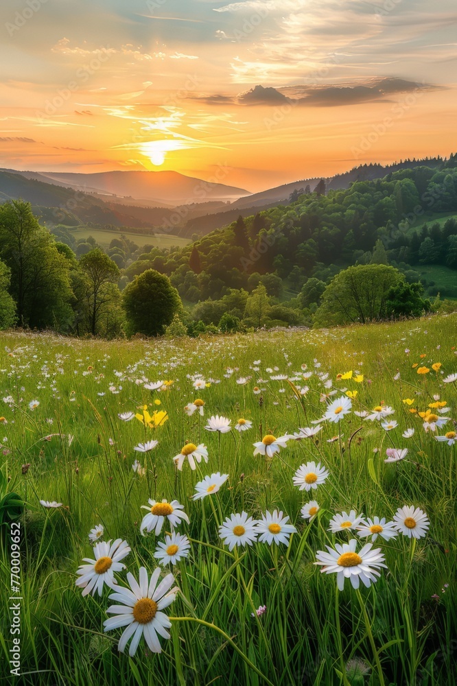 Daisies Field at Sunset