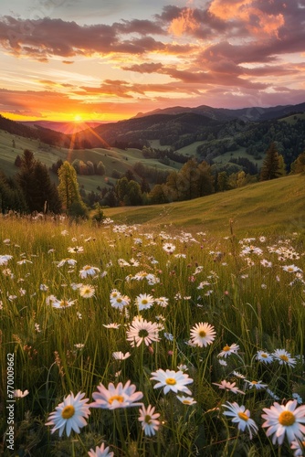 Daisies Field at Sunset