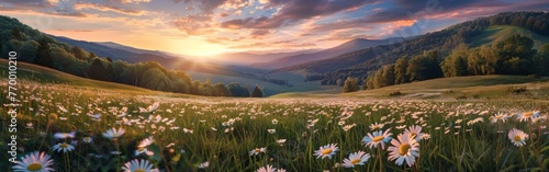 Sunset Over Daisy Field