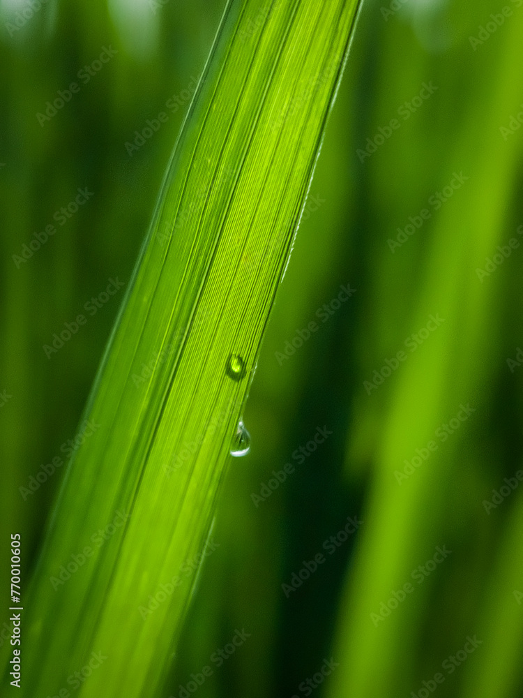 Obraz premium water drops on grass