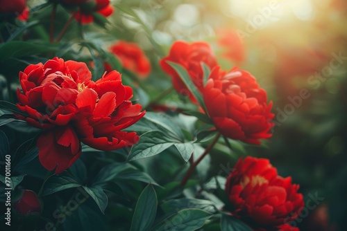  Beautiful large purple pink peony flowers on a bush in the garden close-up with soft focus. Bright colorful artistic image, vintage shades. 