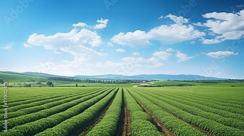 Beautiful spring landscape of agro field on background of blue sky. Copy space, summer green landscape