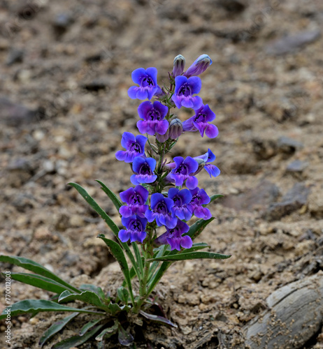 Foto Showy Penstemon (Penstemon speciosus) blooms in the high desert of the Great Basin in Nevada