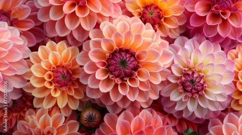   A close-up of several vibrant flowers in hues of pink and orange, positioned centrally within the image © Shanti