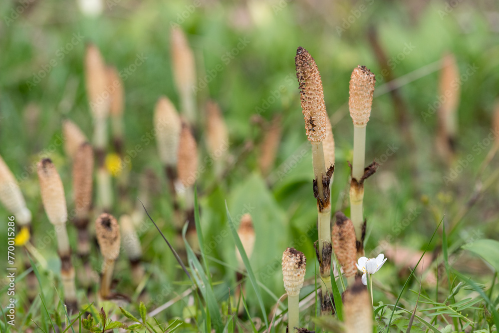 The great or maximum horsetail (Equisetum telmateia) in a meadow in northern Italy. Perennial herbaceous plant of the Equisetaceae family. The name comes from Latin and means The great or maximum horsetail (Equisetum telmateia) in a meadow in northern Italy. Perennial herbaceous plant of the Equisetaceae family. The name comes from Latin and means