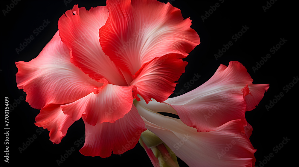 Stunning Gladiolus: A Close-Up Encounter with Nature's Radiant Bloom in the Tranquility of a Morning Garden