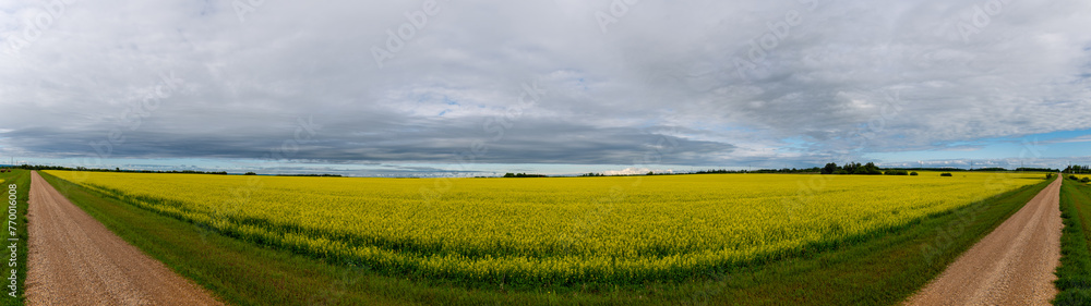 Wide angle panoramic view of a large field of bright yellow canola flowers under a sky filled with clouds. A gravel road frames the farmer’s field.
