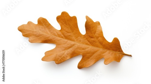 A brown autumn oak leaf lies on a white surface.