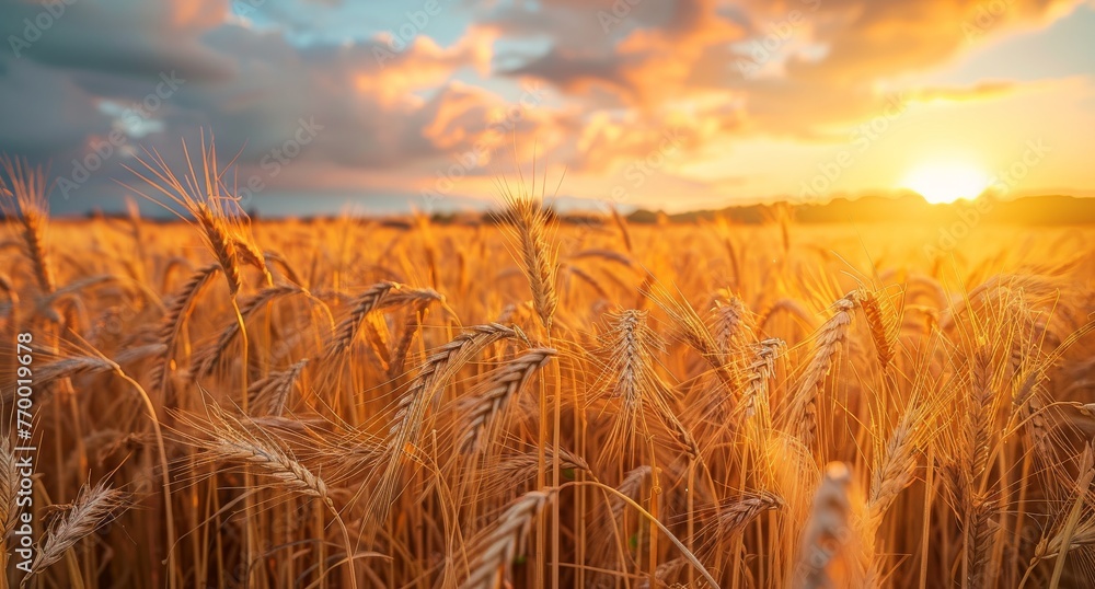 Golden wheat field in the countryside, stretching towards the horizon under a sky of changing colors at sunset.