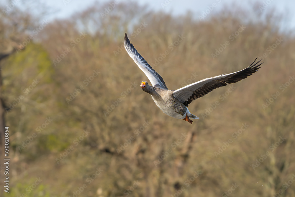 Lone Greyleg goose in flight over Richmond Park Lone Greyleg goose in flight over Richmond Park