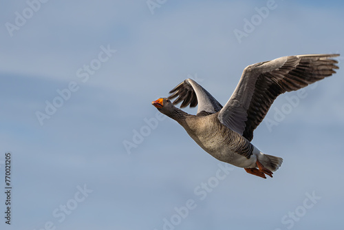 Lone Greyleg goose in flight over Richmond Park photo