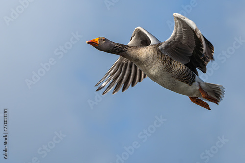 Lone Greyleg goose in flight over Richmond Park photo