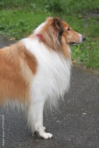 Border collie dog, portrait, half