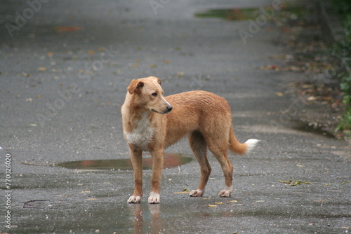 Stray wet dog after rain