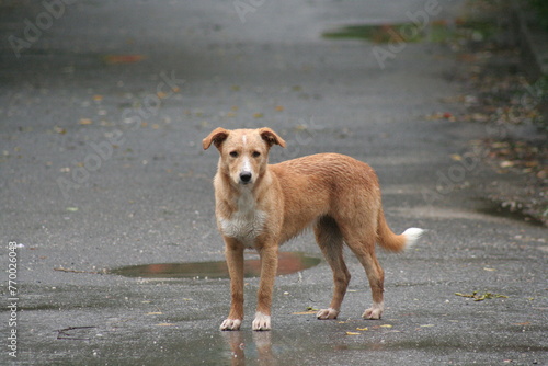 Stray wet dog after rain, looking toward photographer