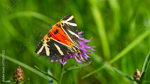 One butterfly collects nectar on a purple flower.