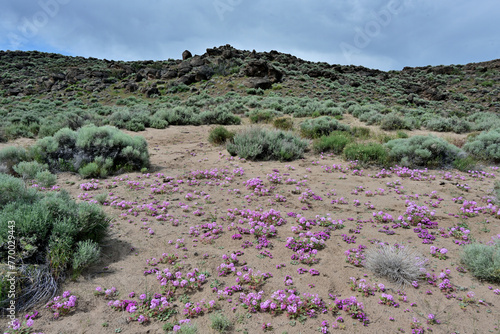Purple Mat (Nama aretioides) and Lassen Sand Verbena (Tripterocalyx crux-maltae) blooms in the Virginia Range near Reno, Nevada.
 photo