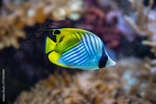 Threadfin Butterfly Fish or (Chaetodon Auriga).  Is found in the Indo-Pacific region, from the Red Sea and eastern Africa