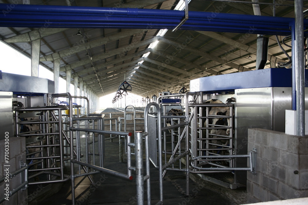 Odeñadora robotizada para ordeñar leche del ganado bovino en un tambo de La Pampa Argentina de Sudamérica, con la vaca dentro del robot extrayendole su leche de la ubre con el brazo automático