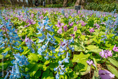 豊平公園に咲くエゾエンゴサクとカタクリ（北海道札幌市豊平区） photo